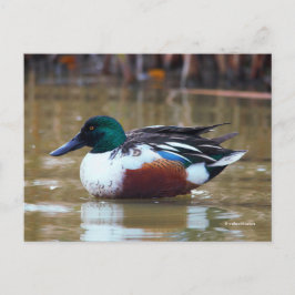 Northern Shoveler Duck am Teich Postkarte