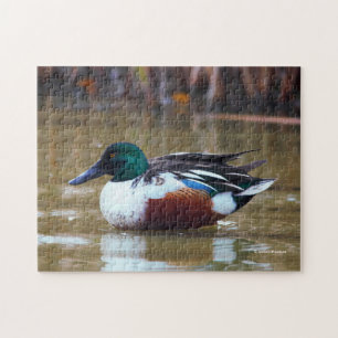 Northern Shoveler Duck am Teich Puzzle