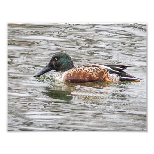 Northern Shoveler Duck Fotodruck (Vorne)