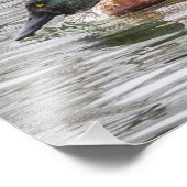 Northern Shoveler Duck Fotodruck (Ecke)