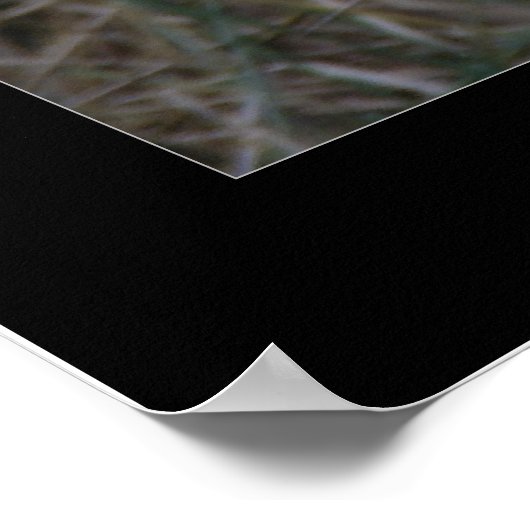 Northern Shoveler Duck Poster (Ecke)