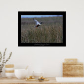 Northern Shoveler Duck Poster (Küche)
