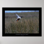 Northern Shoveler Duck Poster (Vorne)