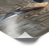 Northern Shoveler Fotografie Print (Ecke)