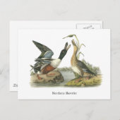 Northern Shoveler, John Audubon Postkarte (Vorne/Hinten)