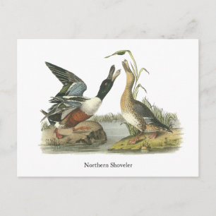 Northern Shoveler, John Audubon Postkarte