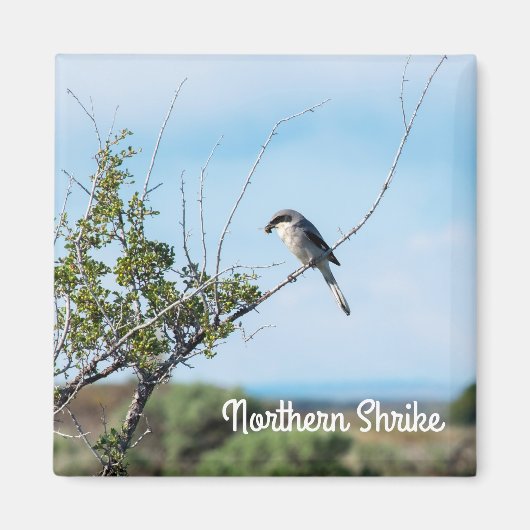 Northern Shrike Magnet (Vorne)
