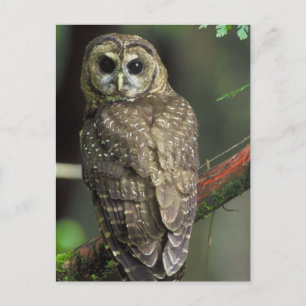 Northern Spotted Owl Postkarte