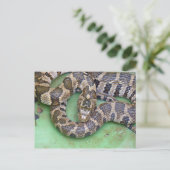 Northern Water Schlange Postcard. Postkarte (Stehend Vorderseite)