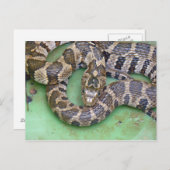 Northern Water Schlange Postcard. Postkarte (Vorne/Hinten)