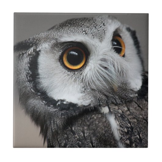 Northern White-faced Owl , Ptilopsis leucotis Fliese (Vorderseite)