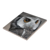 Northern White-faced Owl , Ptilopsis leucotis Fliese (Seite)