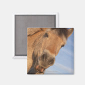 Northumberland, England 2 Magnet (Vorderseite/Rückseite)