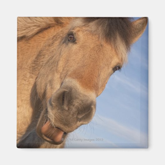 Northumberland, England 2 Magnet (Vorne)