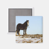 Northumberland, England Magnet (Vorderseite/Rückseite)