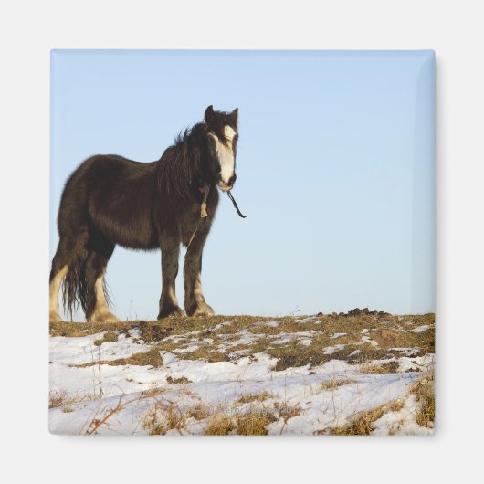 Northumberland, England Magnet (Vorne)