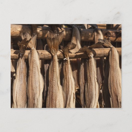 Norwegen Lofoten Stockfish Postkarte (Vorderseite)