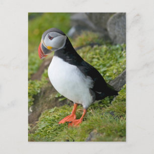 Norwegen, Svalbard-Archipel, Spitsbergen 9 Postkarte