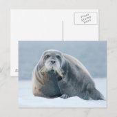 Norwegen, Svalbard Archipelago, Spitzbergen 4 Postkarte (Vorne/Hinten)