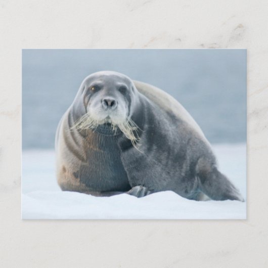 Norwegen, Svalbard Archipelago, Spitzbergen 4 Postkarte (Vorderseite)