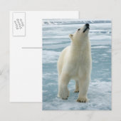 Norwegen, Svalbard Archipelago, Spitzbergen 8 Postkarte (Vorne/Hinten)