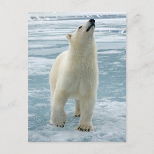 Norwegen, Svalbard Archipelago, Spitzbergen 8 Postkarte (Vorderseite)