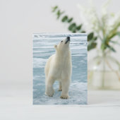 Norwegen, Svalbard Archipelago, Spitzbergen 8 Postkarte (Stehend Vorderseite)
