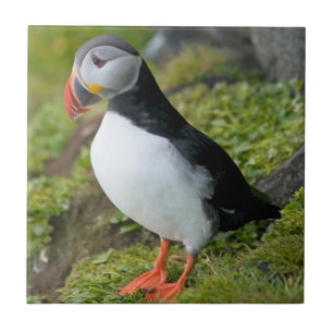 Norwegen, Svalbard Archipelago, Spitzbergen 9 Fliese