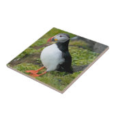 Norwegen, Svalbard Archipelago, Spitzbergen 9 Fliese (Seite)