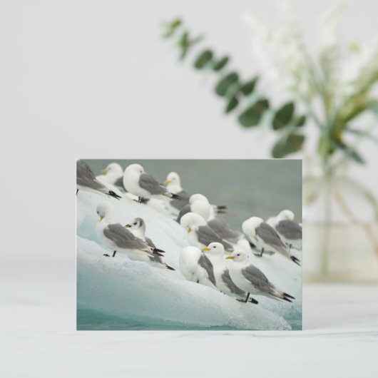 Norwegen, Svalbard Archipelago, Spitzbergen Postkarte (Stehend Vorderseite)