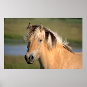 Norweger-ätPony, Norwegisches Fjordpferd, Poster