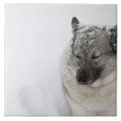 Norweger Elkhound Fliese (Vorderseite)