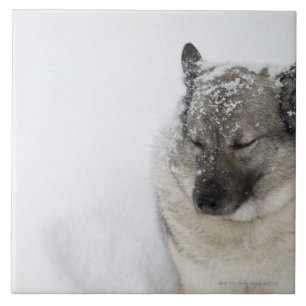 Norweger Elkhound Fliese