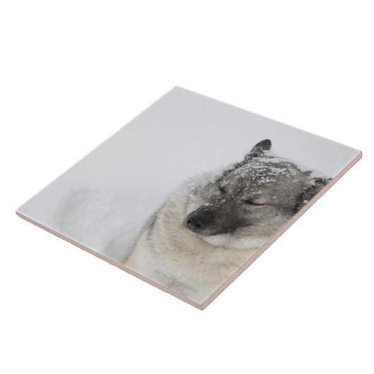 Norweger Elkhound Fliese (Seite)