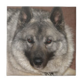 Norweger Elkhound Fliese (Vorderseite)