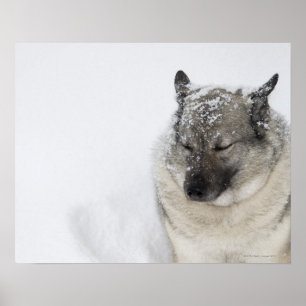 Norweger Elkhound Poster