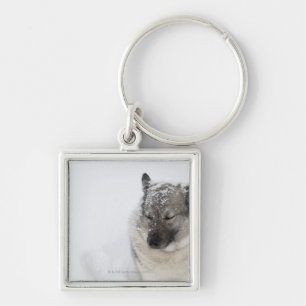 Norweger Elkhound Schlüsselanhänger