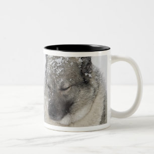 Norweger Elkhound Zweifarbige Tasse