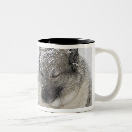 Norweger Elkhound Zweifarbige Tasse (Rechts)