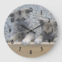 Norwegian Elkhound Puppies
