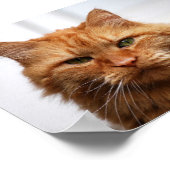 Norwegian Forest Cat Canvas Print Poster (Ecke)