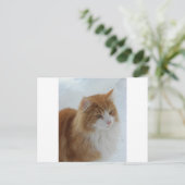 Norwegian_Forest_Cat Postkarte (Stehend Vorderseite)