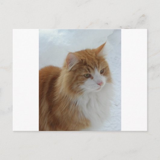 Norwegian_Forest_Cat Postkarte (Vorderseite)