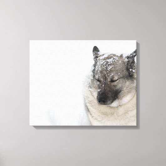 Norwegisch-Elkhound Leinwanddruck (Vorderseite)