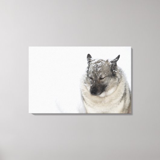 Norwegisch-Elkhound Leinwanddruck (Vorderseite)