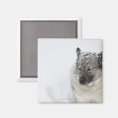 Norwegisch-Elkhound Magnet (Vorderseite/Rückseite)