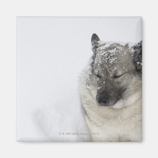 Norwegisch-Elkhound Magnet (Vorne)