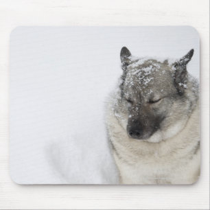 Norwegisch-Elkhound Mousepad