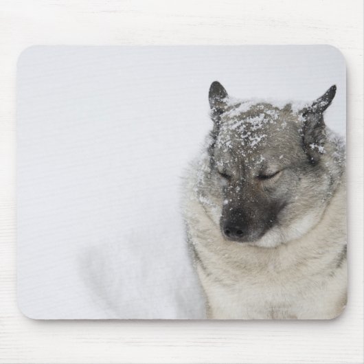 Norwegisch-Elkhound Mousepad (Vorne)