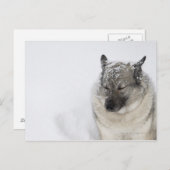 Norwegisch-Elkhound Postkarte (Vorne/Hinten)